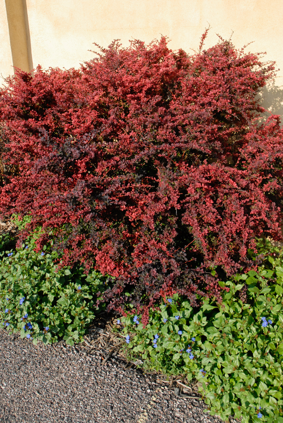Rose Glow Japanese Barberry